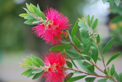 Callistemon laevis - štětkovec - květenství a list
